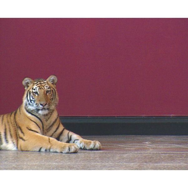 Tiger oder LÃ¶we