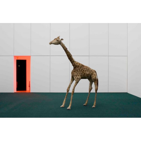The Zoo Story